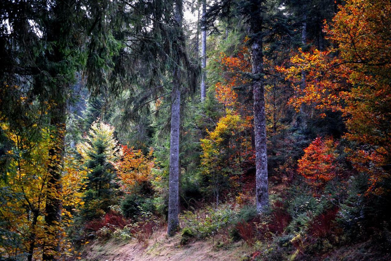 C3 Albmatte-Fewo Sauna, Hallenbad Aussenbecken Massagen Nebenan St. Blasien Exterior foto